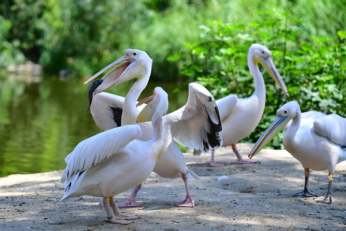 İzmir Doğal Yaşam Parkı göçmen kuşları misafir ediyor