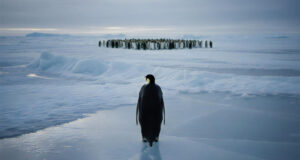 Nihilist Penguen: Anlamın çözüldüğü yerde başlayan yürüyüş