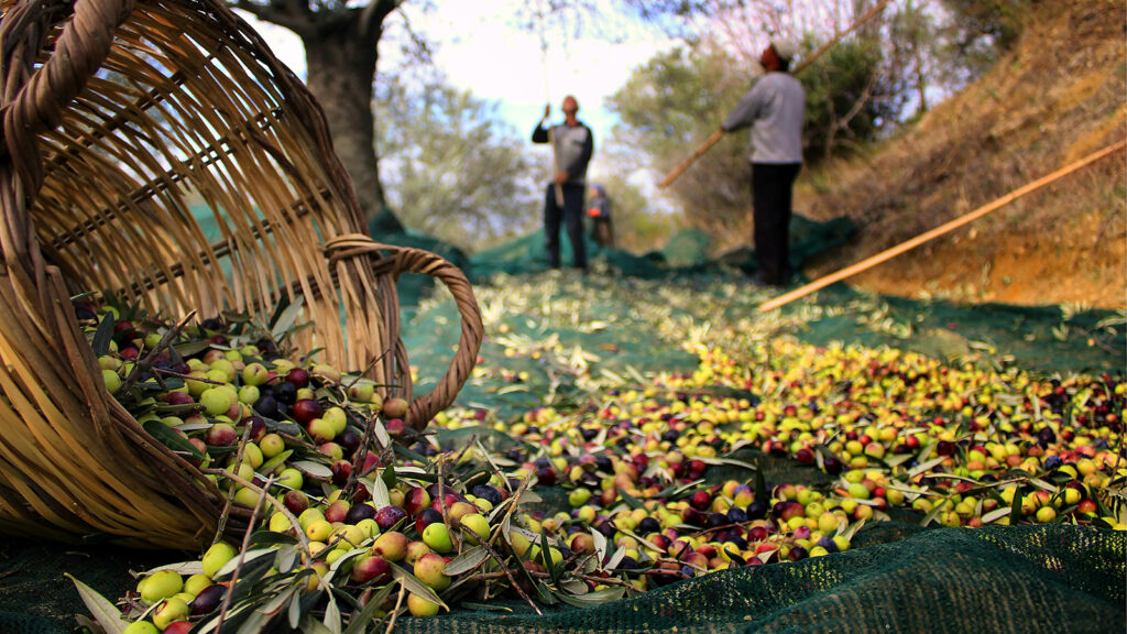 Köklü bir geçmişin parçası: Ayvalık’ın zeytinlikleri