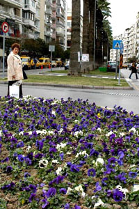 Kente yıl sonuna kadar 1 milyon çiçek dikilecek