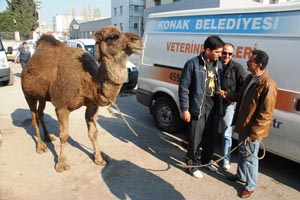 Ahırdan kaçan deve vatandaşları şaşırttı