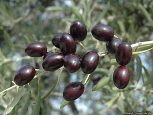 Zeytin ve zeytinyağı sektöründe arama uzlaşısı