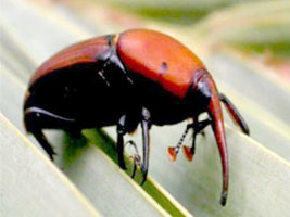 Büyükşehir'den açıklama: Palmiye kırmızı böceği yok