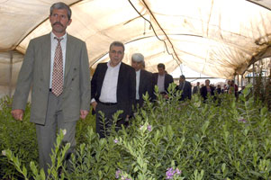 Bayındırlı çiçek üreticilerine Büyükşehir desteği