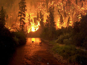 Valilik orman yangınlarına karşı uyardı 