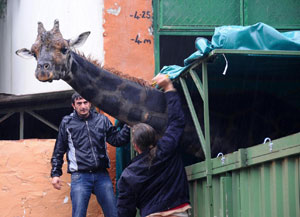 Su aygırları, zebralar ve zürafa Efe yeni mekanlarına taşındı 