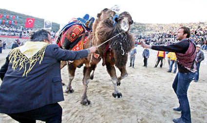 Bayraklı'da deve güreşi festivali düzenlenecek