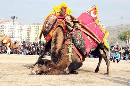 Çiğli'de deve güreşleri şenliği