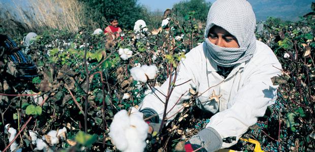 Tariş pamuğa kiloda 50 kuruş avans verecek