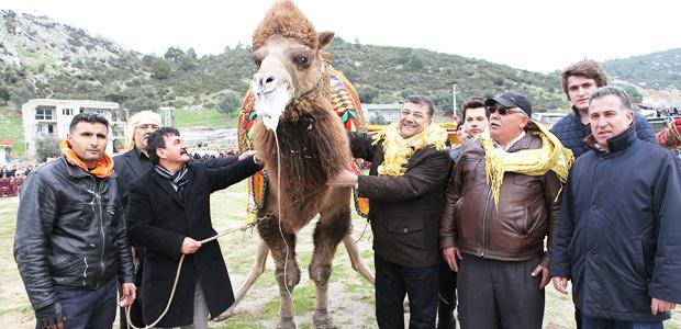 Bornova'da pazar günü deve güreşi festivali