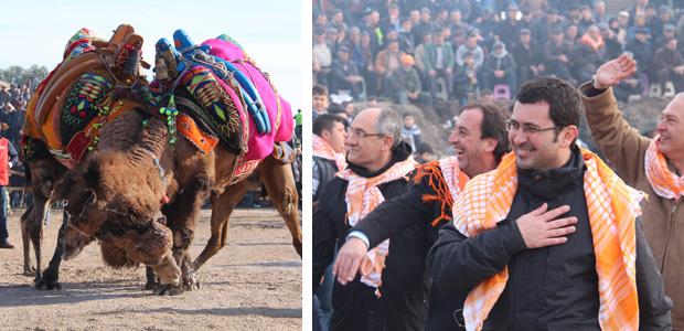 Bergama'da geleneksel deve güreşi heyecanı
