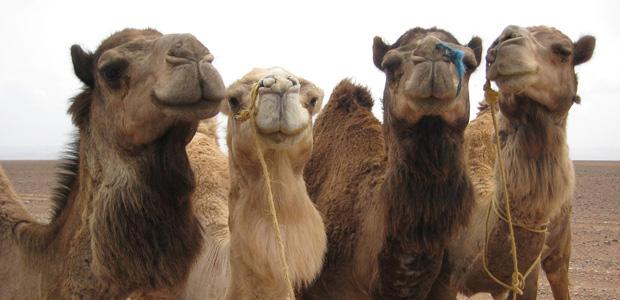 Menderes'te deve güreşleri düzenlenecek