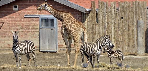 Yılın ilk yavrusu zebra ailesinden