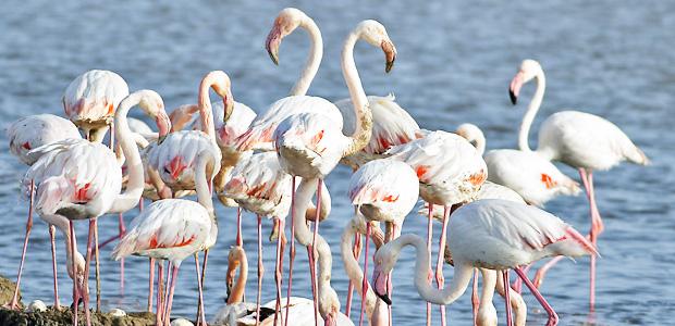 Sasalı'daki yapay Flamingo Adası üreme merkezi oldu