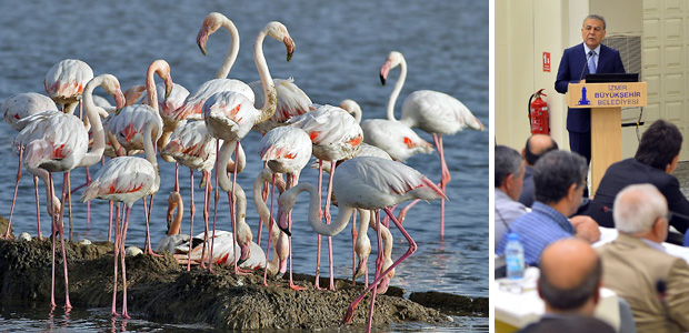 İzmir Kuş Cenneti’nde flamingo sayısı rekor kırdı 