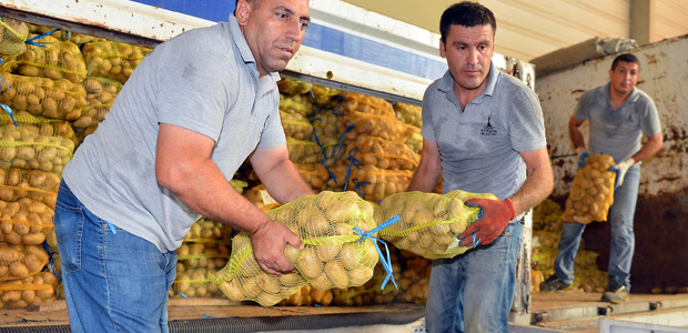 Ödemişli üreticiden İzmirli tüketiciye 1350 ton patates