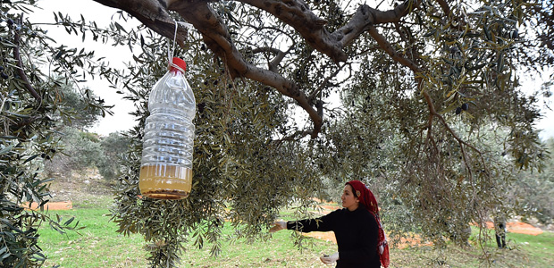 Zeytin sineğine karşı besi tuzağı yöntemi başarılı