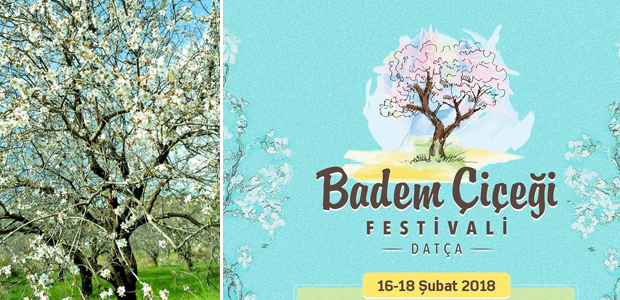 Datça’da ilk Badem Çiçeği Festivali 