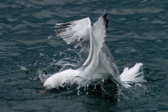 Martılar [Fotoğraf : Aykut Fırat]