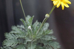 Çiçek [Fotoğraf : Aykut Fırat]