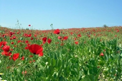 Gelincik Tarlası [Fotoğraf : Serap Dikmen Ahmetoğlu]