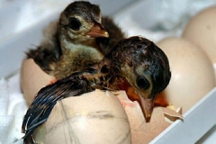 Tavuskuşu'ndan Yaşama "Merhaba" [Fotoğraf : Mustafa Oğuz]