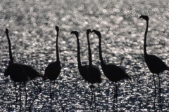 Flamingolar [Fotoğraf : Turan Gültekin]