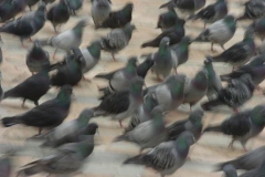 Güvercinler... [Fotoğraf : Turan Gültekin]