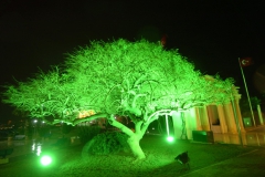 Gece... Karşıyaka Nikah Sarayı önünde yeşil ışıklandırılmış ağaç... (Fotoğraf : Lokman Dağ)