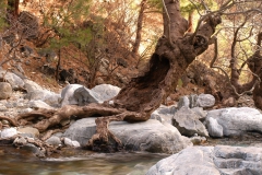 Kökler... (Fotoğraf : Aykut Fırat)
