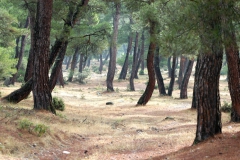 Orman... (Fotoğraf : Aykut Fırat)