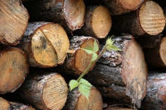 Filiz... (Fotoğraf : Aykut Fırat)