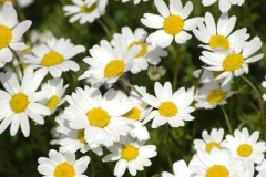 Papatyalar... (Fotoğraf : Aykut Fırat)