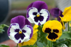 Menekşeler... Yüzler... (Fotoğraf : Aykut Fırat)