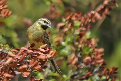 Bahçe Kiraz Kuşu... [Fotoğraf : Aykut Fırat]