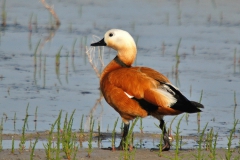 Angıt... [Fotoğraf : Aykut Fırat]