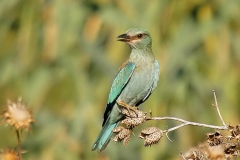 Gökkuzgun... [Fotoğraf : Aykut Fırat]