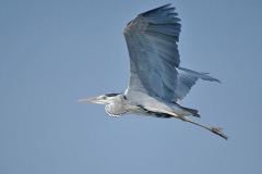 Gri Balıkçıl... [Fotoğraf : Aykut Fırat]