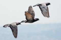 Güvercinler... [Fotoğraf : Aykut Fırat]