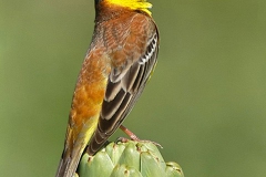 Karabaşlı Kiraz Kuşu... (Fotoğraf : Aykut Fırat)