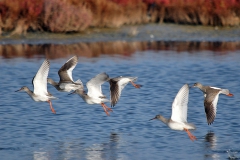 Kızılbacaklar... (Fotoğraf : Aykut Fırat)