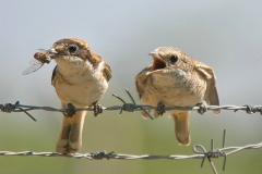 Kızılbaşlı Örümcek Kuşu... (Fotoğraf : Aykut Fırat)