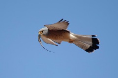 Küçük Kerkenez... (Fotoğraf : Aykut Fırat)