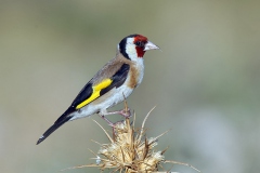 Saka... (Fotoğraf : Aykut Fırat)