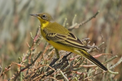 Sarı Kuyruk Sallayan... (Fotoğraf : Aykut Fırat)