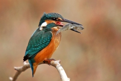 Yalı Çapkını... (Fotoğraf : Aykut Fırat)