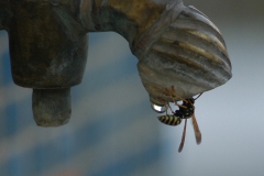 Bir Damla Su... (Fotoğraf : Aykut Fırat)