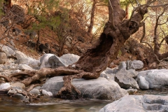 Hayata Tutunmak... (Fotoğraf : Aykut Fırat)