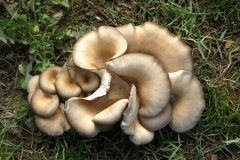 Kulak Mantarı... (Fotoğraf : Aykut Fırat)