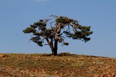 Yalnız... (Fotoğraf : Aykut Fırat)